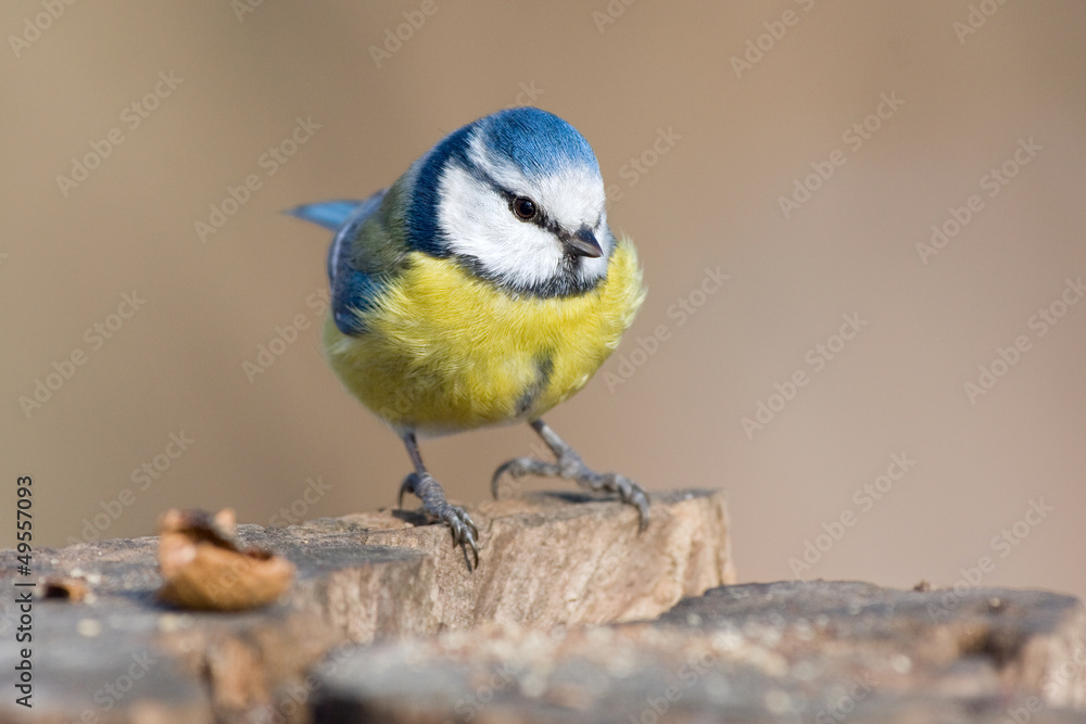 Obraz premium Kohlmeise