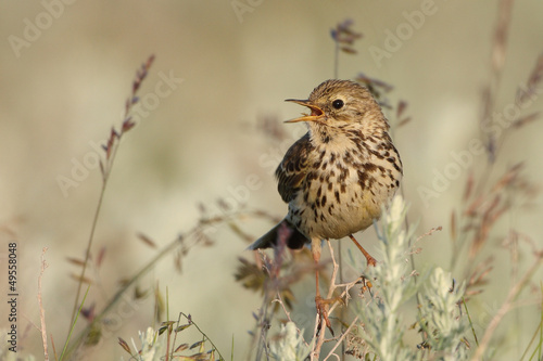 Wiesenpieper photo