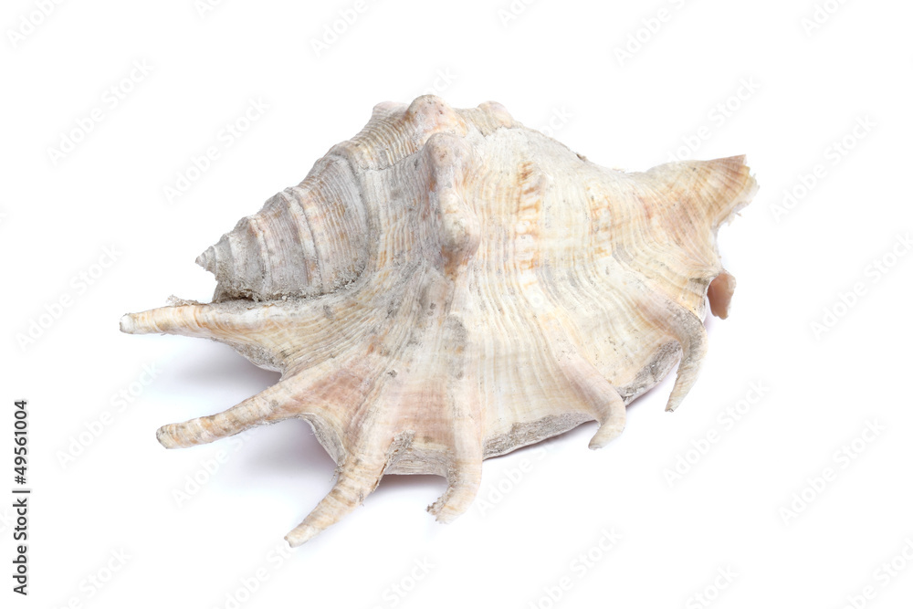 old conch shell