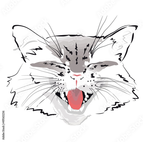 Muzzle gray cat