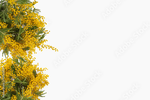 mazzi di mimose