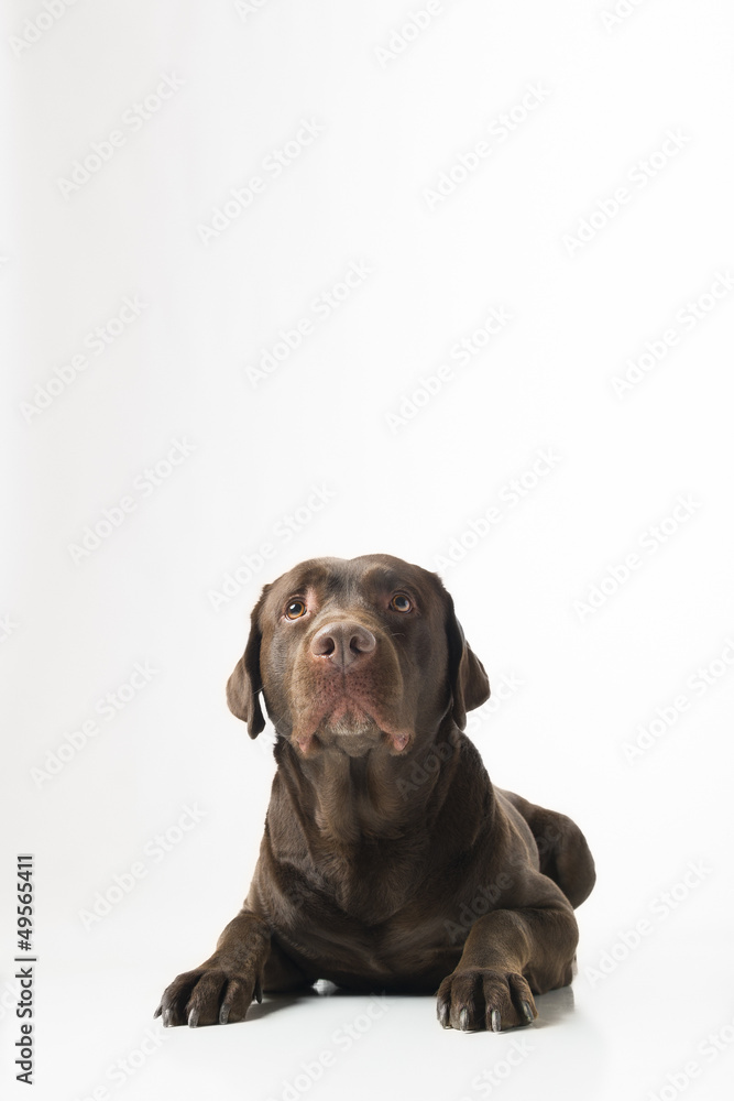 Fototapeta premium Pedigree chocolate labrador isolated on white