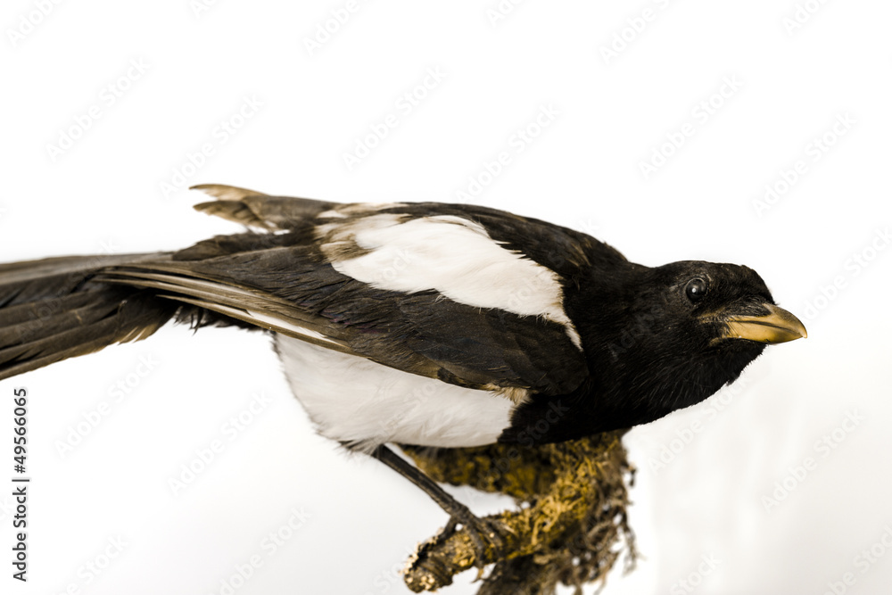 Fototapeta premium A stuffed magpie