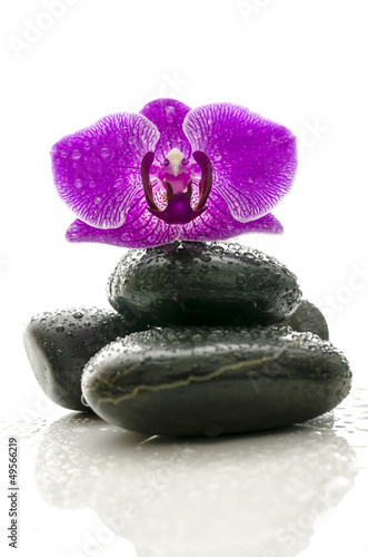 Violet orchid on massage stones with water drops