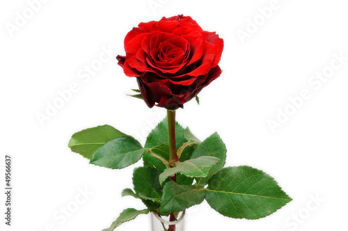 Fototapeta Naklejka Na Ścianę i Meble -  Single Red Rose