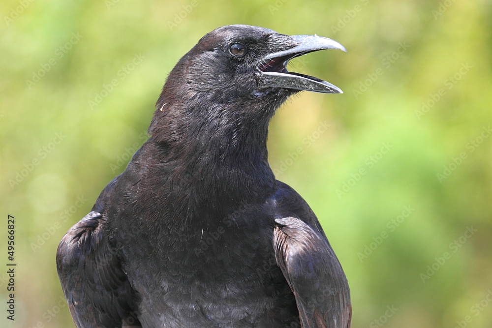 Fototapeta premium American Crow (Corvus brachyrhynchos)