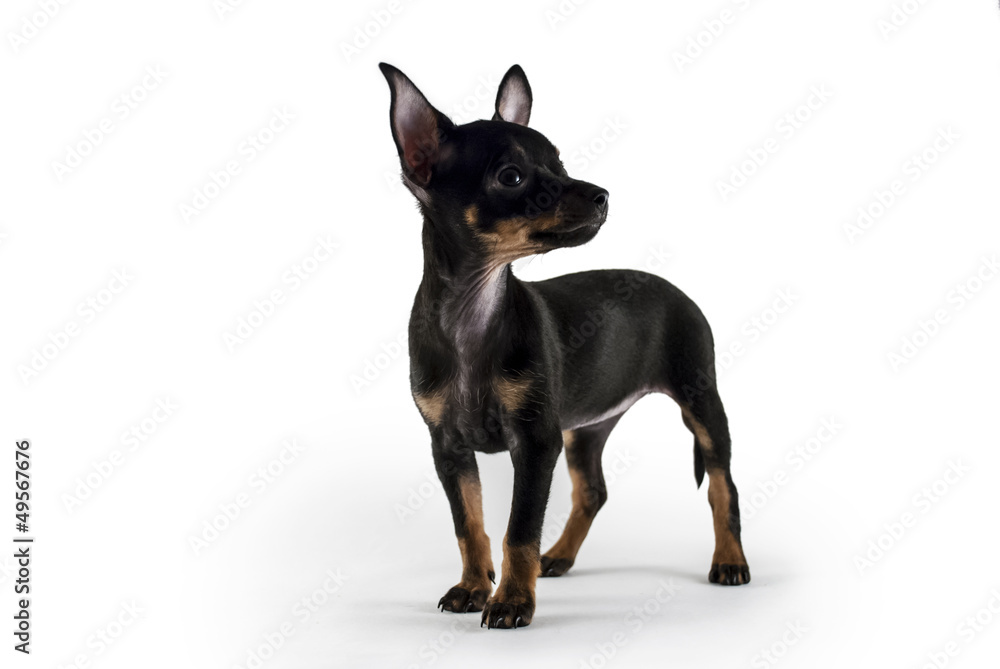 dog puppy Russian toy terrier