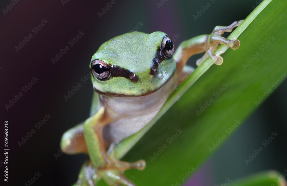 Obraz premium Green frog in rainforest