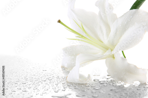 Fototapeta Naklejka Na Ścianę i Meble -  Beautiful lily, isolated on white