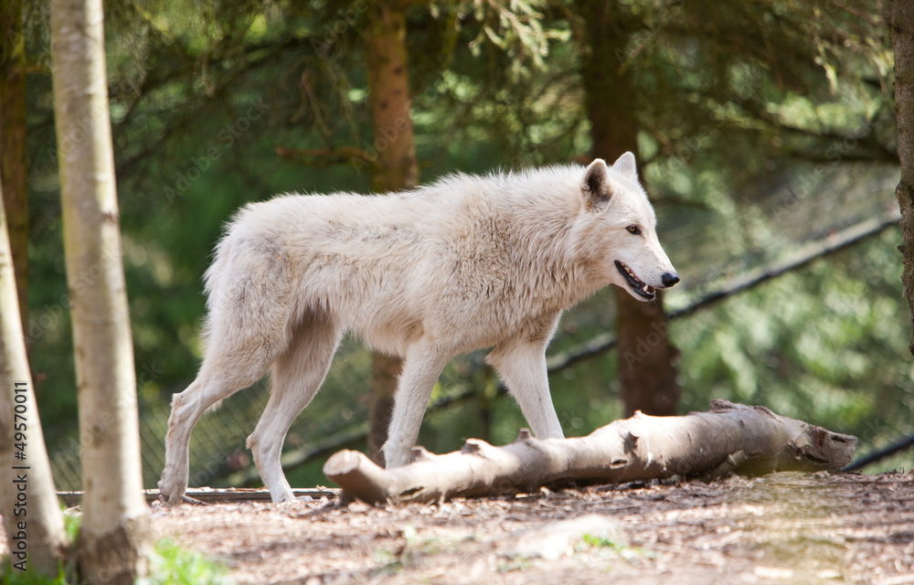 Fototapeta premium White Wolf Dtalking