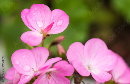 Fototapeta Naklejka Na Ścianę i Meble -  balsamina impatiens