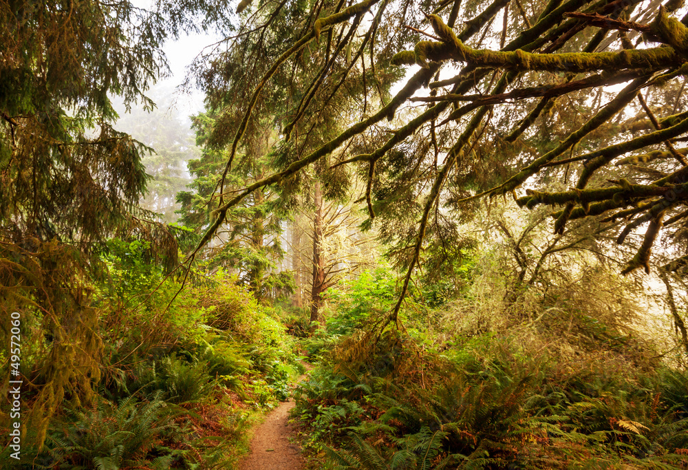 Rain forest Rain forest