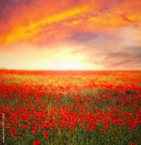 Poppy field