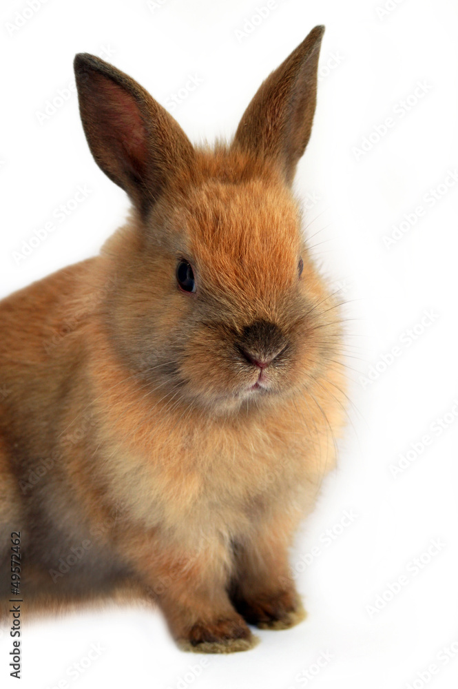 Cute easter rabbit sitting on white background