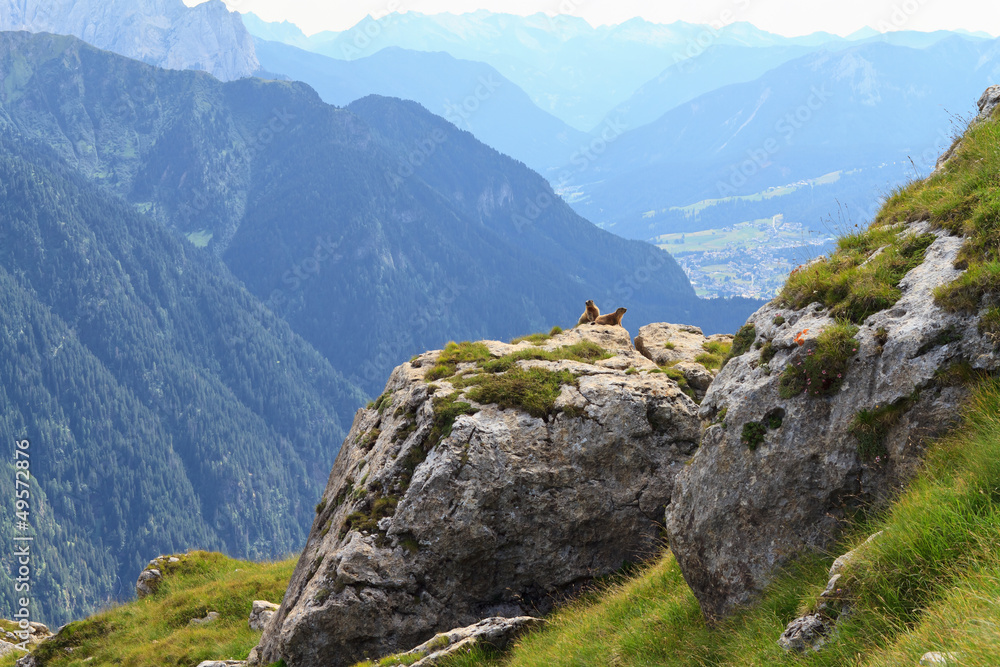 Marmots and Fassa Valley, Trentino, Italy