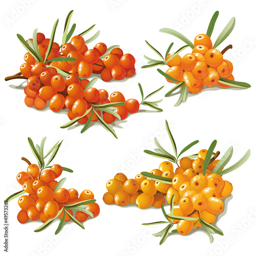 set of ripe sandthorn