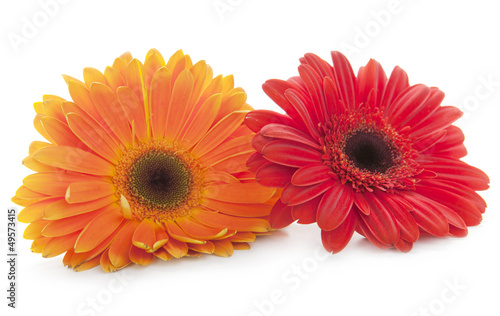 Red and orange daisy flowers on white background