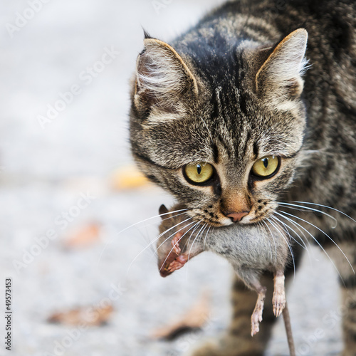 cat holds the caught mouse
