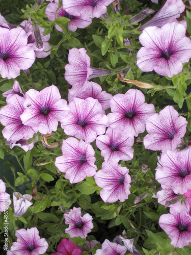 Petunia