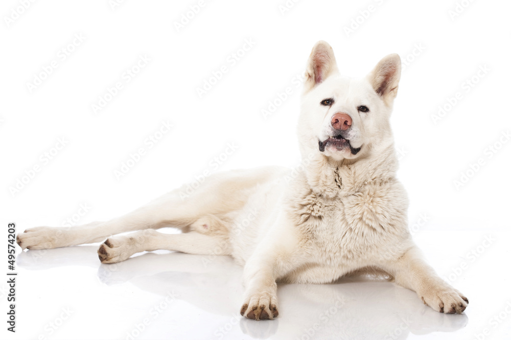 Fototapeta premium Akita Inu
