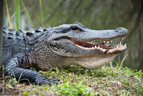 Alligatore americano nel parco Everglades. bocca denti da paura