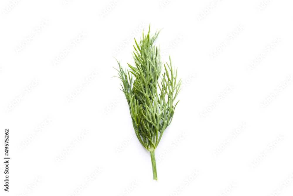 Frischer Dill Frischer Dill