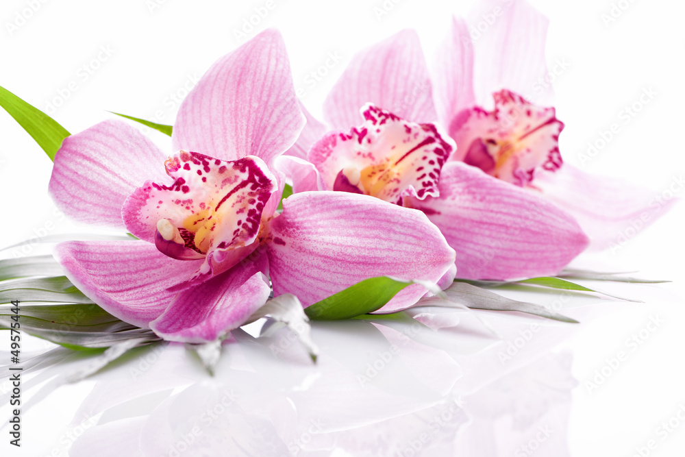 Fototapeta premium różowy kwiat orchidei