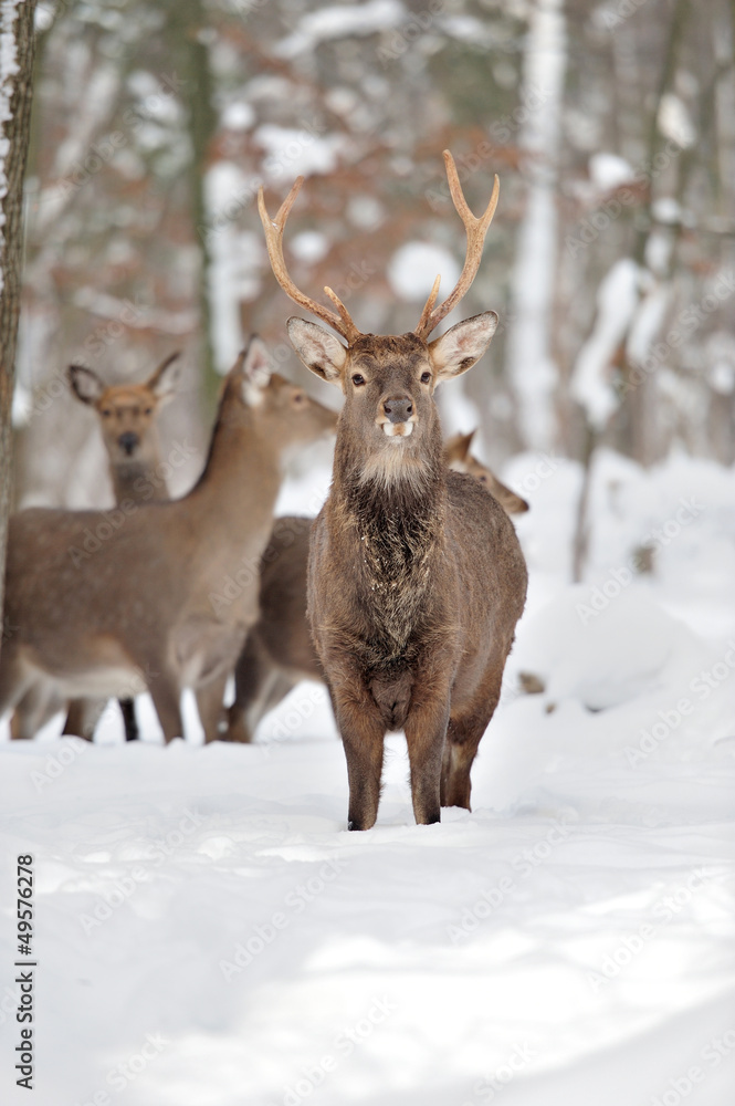 Deer Deer