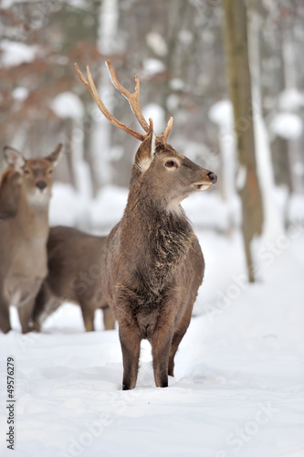 Wallpaper Mural Deer Torontodigital.ca