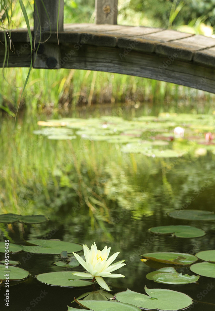 Gartenteich Gartenteich