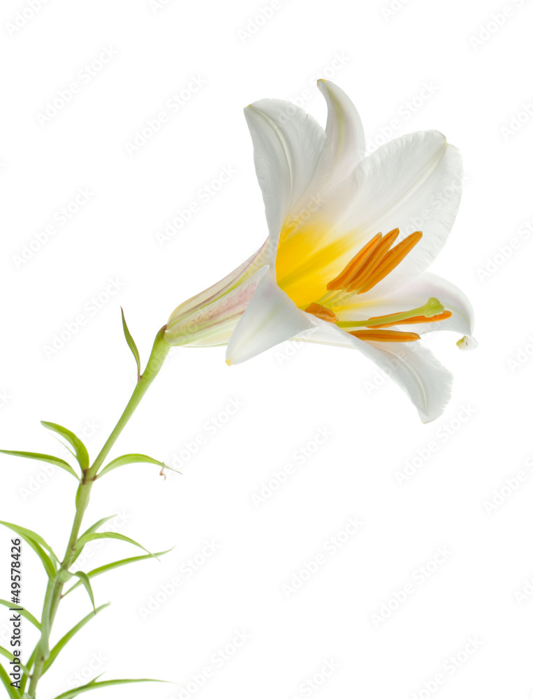 Obraz premium White lily