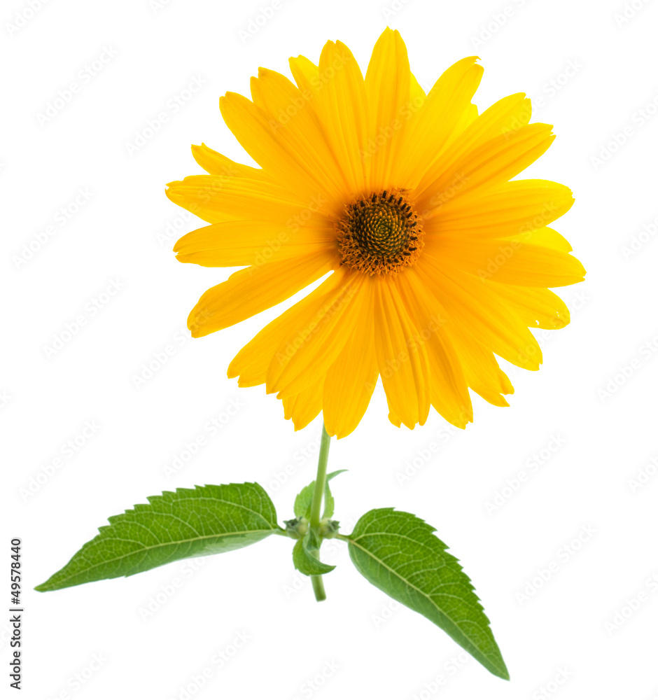 Obraz premium Yellow flower