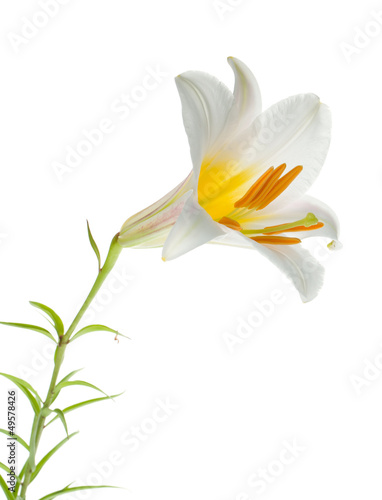 Fototapeta Naklejka Na Ścianę i Meble -  White lily