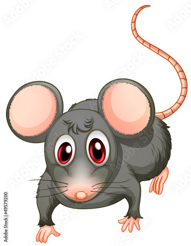 A young mouse