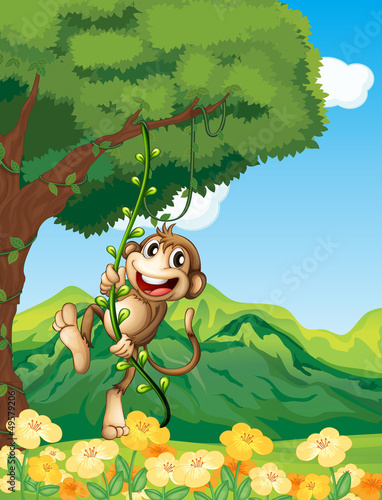 Fototapeta Naklejka Na Ścianę i Meble -  A monkey clinging at the vine plant