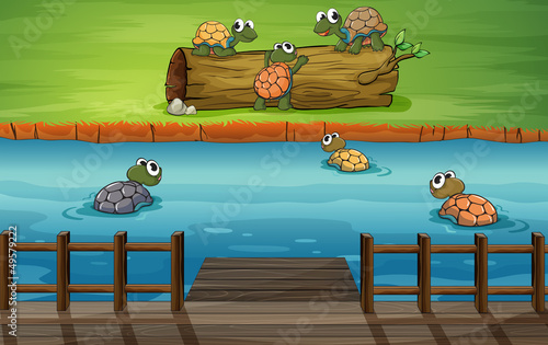 A group of turtles at the river