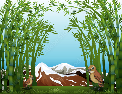 A bamboo forest view