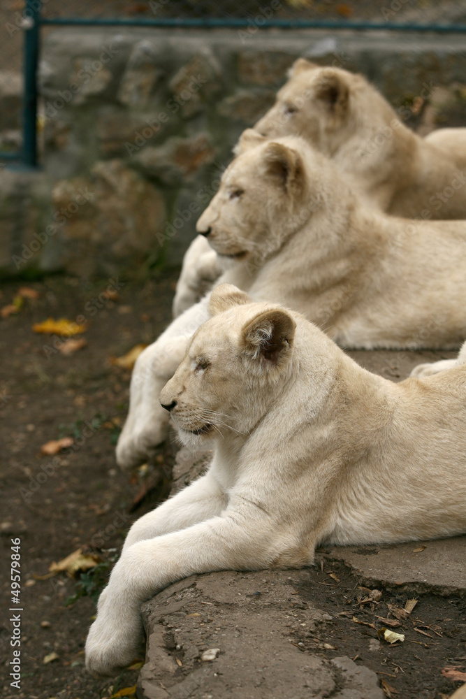 White Lion White Lion
