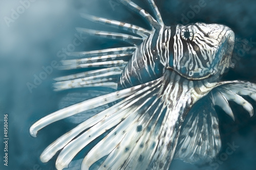 Illustration made with a digital tablet scorpion fish dangerous, photo