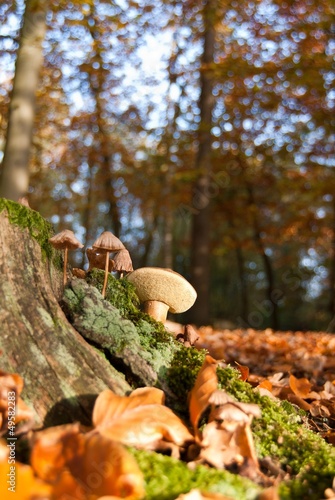 Pilze an altem Buchenstumpf, Lüneburger Heide, Niedersachsen, Deutschland, Europa