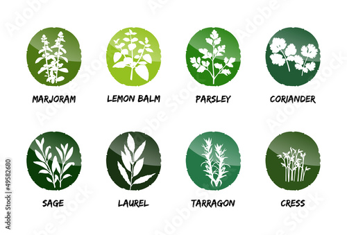 herbs vector button