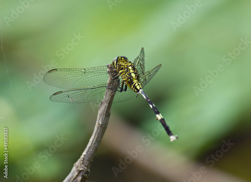 dragonfly © KritsanaMaimeetook81