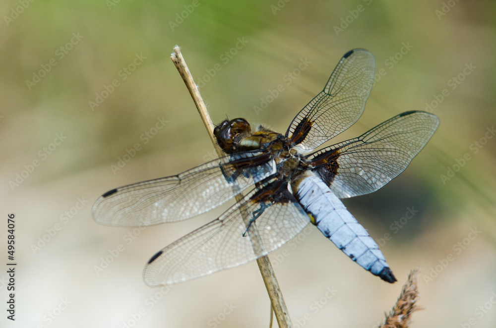 Dragonfly Dragonfly