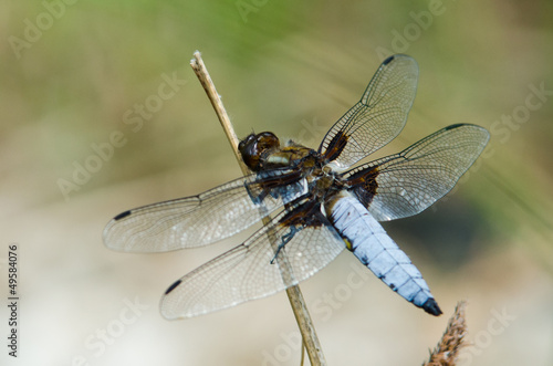 Dragonfly © klagyivik