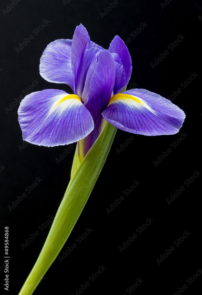 Purple iris flower on black background