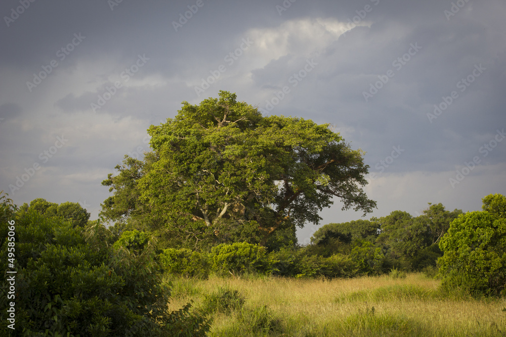 Fototapeta premium Paisaje nuboso en Africa