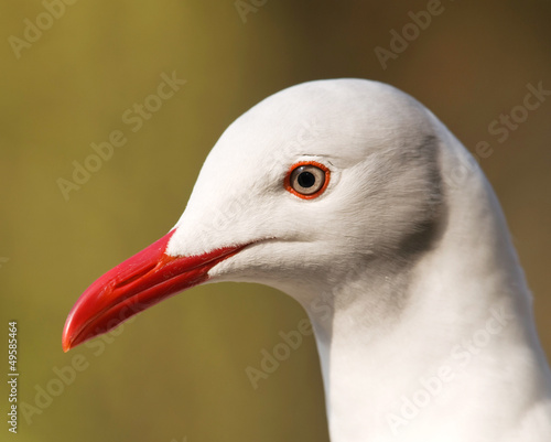 Portrait of grey-headed gull (Chroicocephalus cirrocephalus)