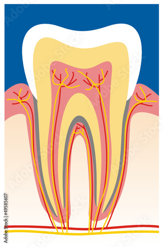 tooth structure