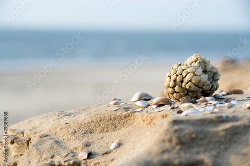 Photos Eggs of common whelk