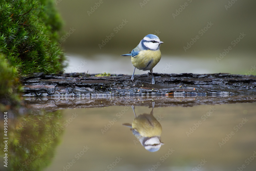 Fototapeta premium Blue tit